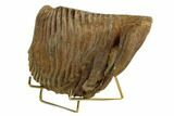 Woolly Mammoth Molar From Serbia - Collector Quality! #129993-2